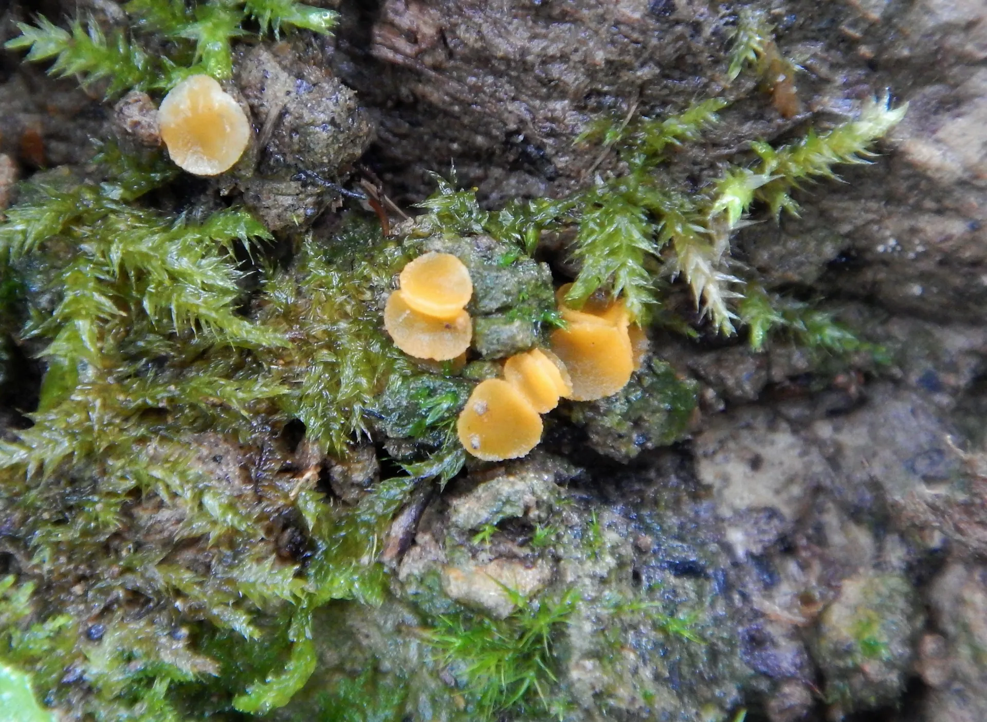Aleuria cestrica (2)